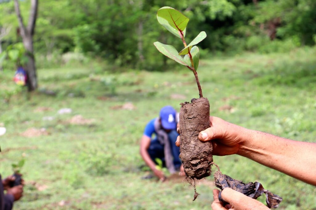 personal de medio ambiente reforestando