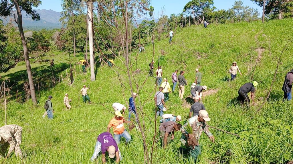 personas reforestando