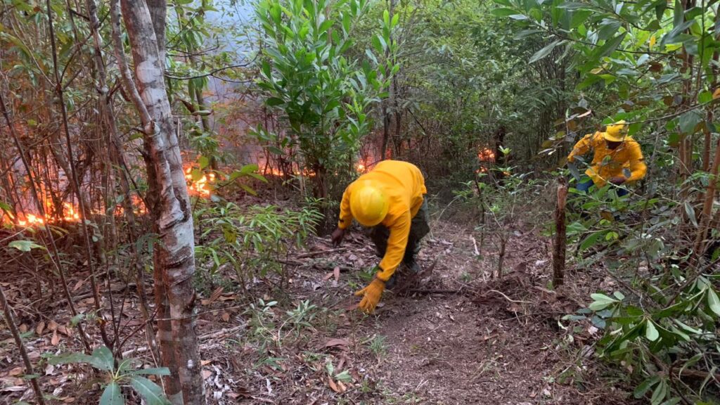 Bomberos forestales investigan incendio