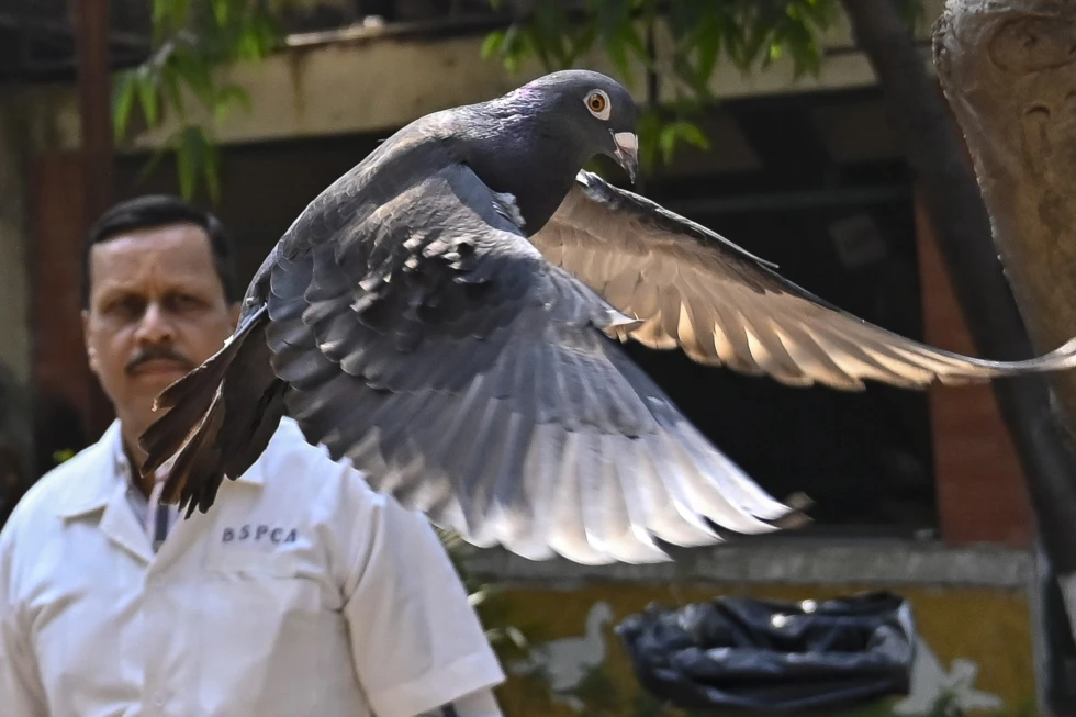 paloma liberada por la policia india dspues de acusarla de espia china