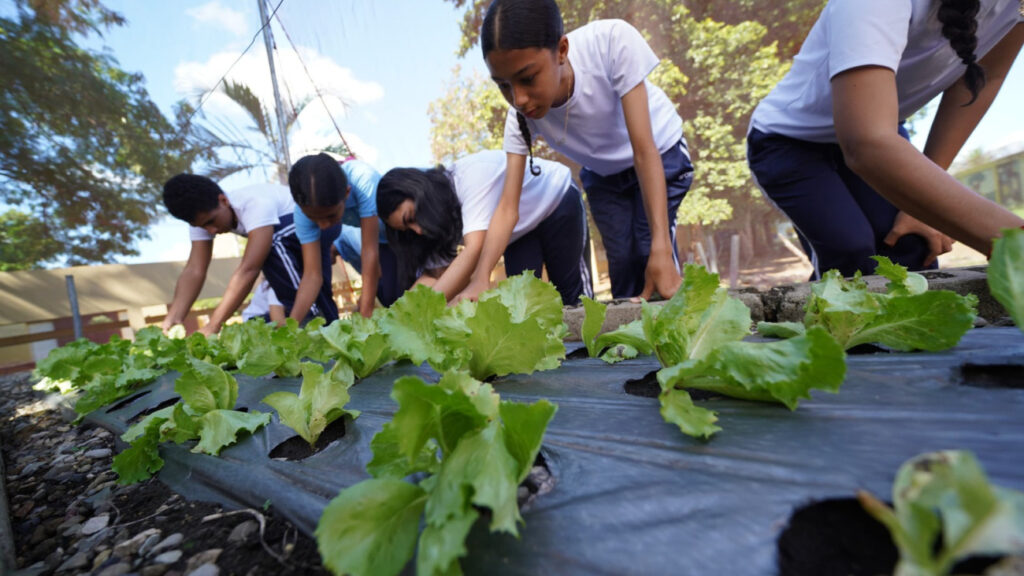  En el Centro Educativo Burende, de La Vega, los estudiantes ya no solo aprenden en el aula. Cada mañana, antes de iniciar las clases, revisan el crecimiento de las hortalizas que ellos mismos sembraron semanas atrás.