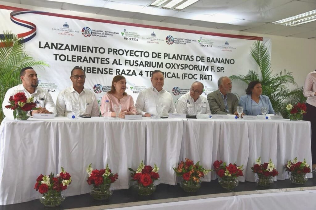 En un movimiento estratégico para proteger la economía y la seguridad alimentaria del país, el Ministerio de Agricultura y el Organismo Internacional Regional de Sanidad Agropecuaria (OIRSA) lanzaron un proyecto pionero para introducir plantas de banano con alta tolerancia al Fusarium R4T.⁠agricultura-oirsa-banano-fusarium-rd.webp⁠.