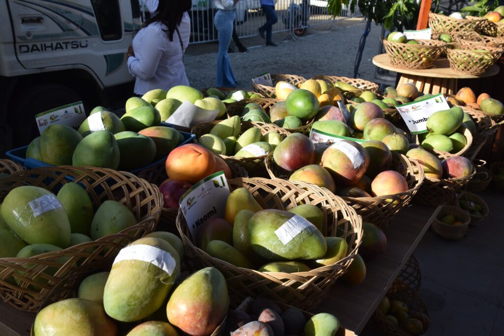  El ministro de Agricultura, Francisco Oliverio Espaillat, destacó que la República Dominicana proyecta exportar cerca de 10 millones de cajas de mango durante este año 2026, consolidando el crecimiento sostenido de uno de los principales rubros agrícolas de exportación del país.
