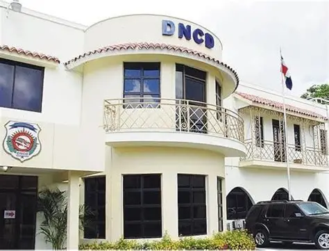  En un contundente golpe a las estructuras del microtráfico y el crimen organizado local, agentes de la Dirección Nacional de Control de Drogas (DNCD), respaldados por miembros del Ministerio Público, desmantelaron un importante centro de acopio y distribución de sustancias controladas en este municipio. Durante el operativo estratégico, las autoridades lograron la incautación de más de 400 plantas de un vegetal que se presume es marihuana, además de cientos de porciones listas para su comercialización, balanzas digitales y armas de fabricación casera, resultando varias personas arrestadas en flagrante delito.