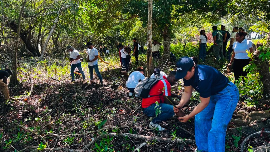 Como parte de su compromiso con la sostenibilidad ambiental y la
responsabilidad social, la Universidad Abierta para Adultos (UAPA), recinto Nagua, en
coordinación con el Clúster Turístico de Samaná y con el respaldo del Ministerio de Medio
Ambiente y Recursos Naturales, Dirección Provincial de Samaná, realizó con éxito la jornada
de reforestación "Domingo Verde" en la comunidad de Las Garritas, municipio de Sánchez,
provincia Samaná.